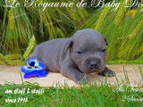 7 chiots Staffordshire Bull Terriers bleus disponibles à la réservation (LOF)
