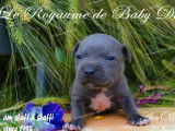7 chiots Staffordshire Bull Terriers bleus disponibles à la réservation (LOF)