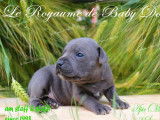 7 chiots Staffordshire Bull Terriers bleus disponibles à la réservation (LOF)