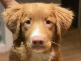 Un chiot mâle Retriever de la Nouvelle-Écosse disponible à la vente (LOF)