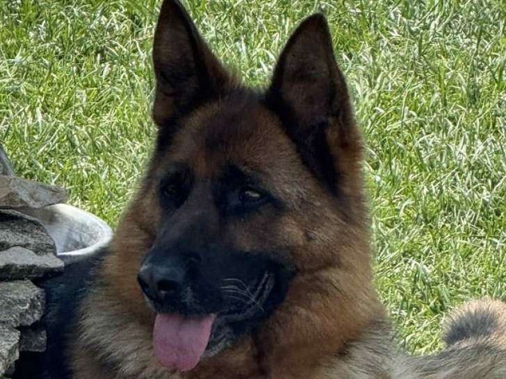 Une chienne Berger Allemand de 4 ans LOF disponible à la vente