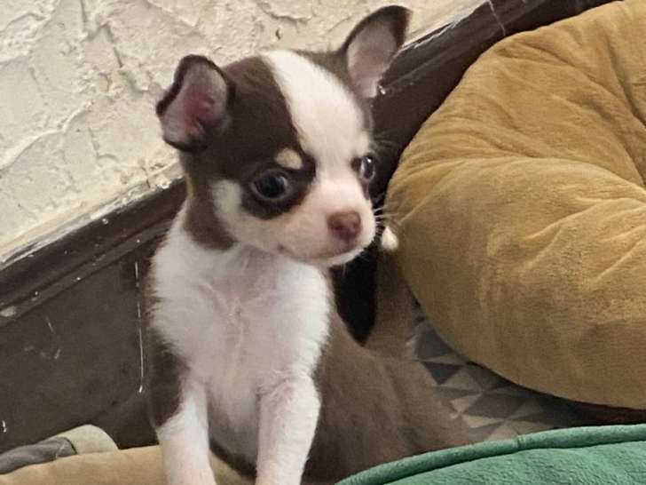 Magnifiques petits Chihuahuas