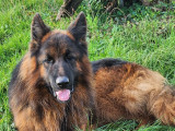 À vendre un chien Berger Allemand à poil long de 2 ans (LOF)