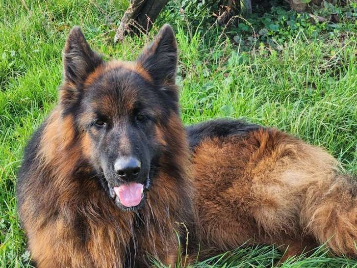 À vendre un chien Berger Allemand à poil long de 2 ans (LOF)