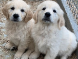 6 chiots Golden Retrievers LOF disponibles à la vente