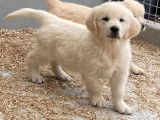 6 chiots Golden Retrievers LOF disponibles à la vente