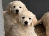 6 chiots Golden Retrievers LOF disponibles à la vente