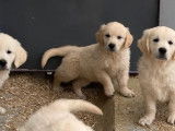 6 chiots Golden Retrievers LOF disponibles à la vente