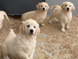 6 chiots Golden Retrievers LOF disponibles à la vente