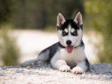 Chiot femelle Husky de Sibérie LOF noir et blanc disponible à l’achat