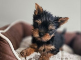 À réserver un chiot mâle Yorkshire Terrier (LOF)