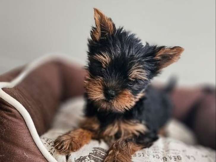 À réserver un chiot mâle Yorkshire Terrier (LOF)