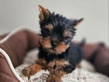 À réserver un chiot mâle Yorkshire Terrier (LOF)