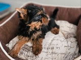 À réserver un chiot mâle Yorkshire Terrier (LOF)