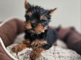 À réserver un chiot mâle Yorkshire Terrier (LOF)