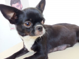 Femelle Chihuahua à poil court à vendre
