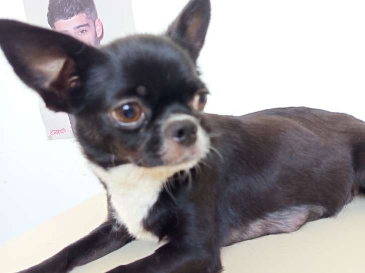 Femelle Chihuahua à poil court à vendre