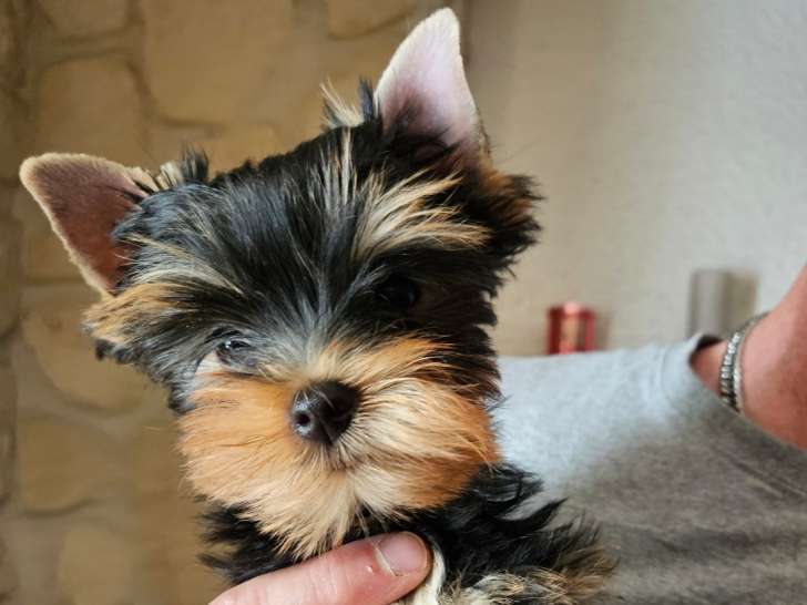 Chiots Yorkshire Terrier LOF nés à la maison à vendre