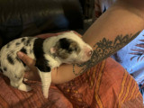 Chiots de race Border Collie à vendre (4 femelles & 2 mâles)