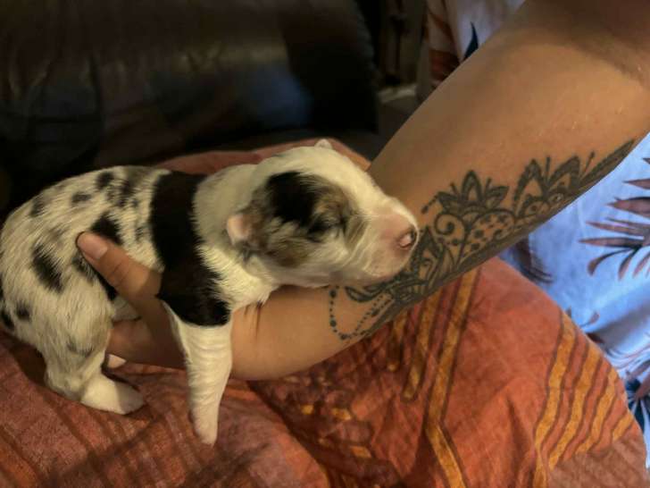 Chiots de race Border Collie à vendre (4 femelles & 2 mâles)