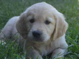 3 chiots mâles Golden Retriever à vendre