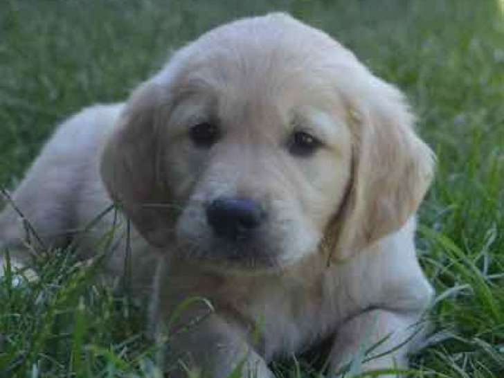 3 chiots mâles Golden Retriever à vendre