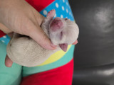 Chiots Chihuahua à poil court avec pedigree à vendre