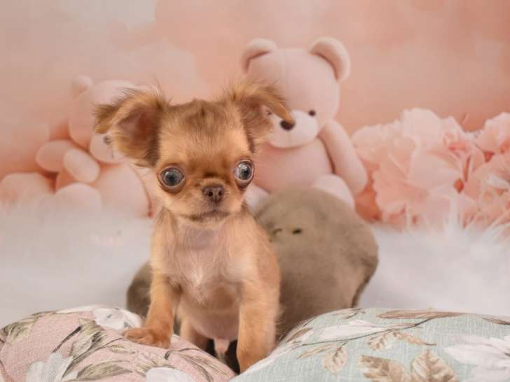Chihuahua miniature poils longs