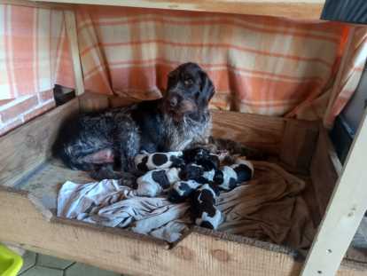 Chiots de race Drahthaar à vendre (1 femelles & 1 mâle)