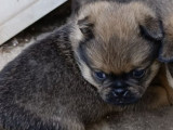 Chiots Carlin croisés Loulou de Poméranie à vendre