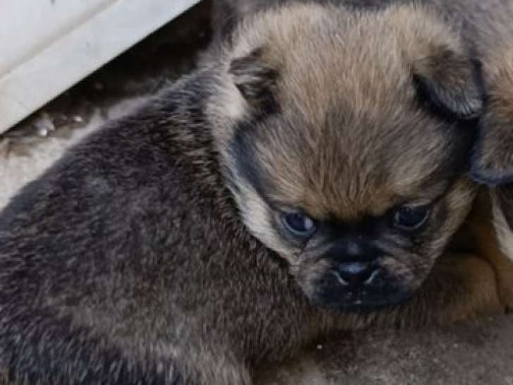 Chiots Carlin croisés Loulou de Poméranie à vendre