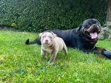 Chiots American Bully pocket à vendre