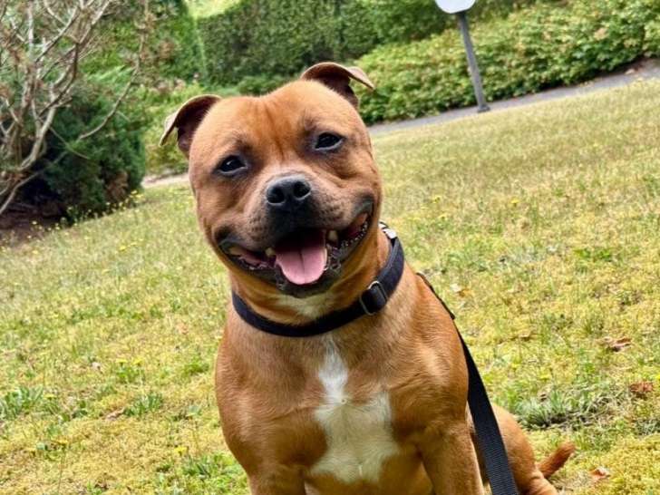 Superbe mâle Staffordshire Bull Terrier LOF, 15 mois, disponible pour saillie – Paris/Île-de-France