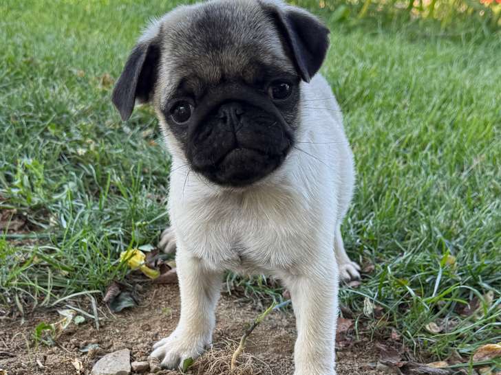 Chiot Carlin à vendre pure race non lof