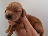 2 chiots Cocker Anglais à réserver (non LOF)