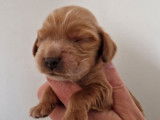 2 chiots Cocker Anglais à réserver (non LOF)
