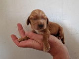 2 chiots Cocker Anglais à réserver (non LOF)