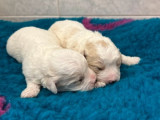 3 chiots Bichons Frisés LOF à réserver