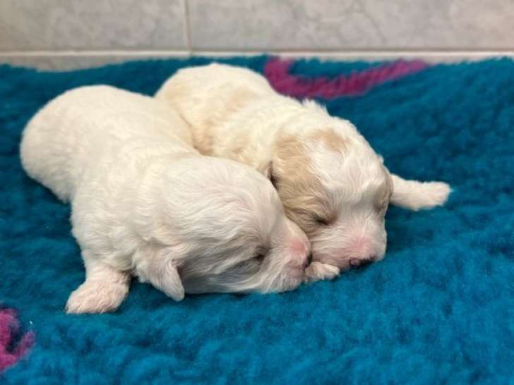 3 chiots Bichons Frisés LOF à réserver