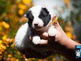 6 chiots Laïka de Yakoutie LOF disponibles à l’achat
