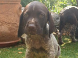À réserver : 2 chiots mâles Braques Allemands (LOF)