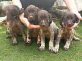 À réserver : 2 chiots mâles Braques Allemands (LOF)