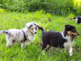 5 chiots femelles Bergers des Shetland LOF à vendre