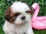 6 chiots Shih Tzu disponibles à la réservation (LOF)