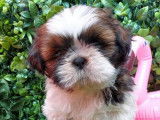 6 chiots Shih Tzu disponibles à la réservation (LOF)