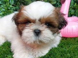 6 chiots Shih Tzu disponibles à la réservation (LOF)