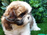 6 chiots Shih Tzu disponibles à la réservation (LOF)