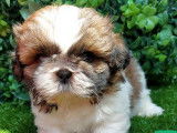 6 chiots Shih Tzu disponibles à la réservation (LOF)