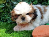 6 chiots Shih Tzu disponibles à la réservation (LOF)