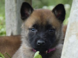 10 chiots Bergers Belges Malinois LOF disponibles à la vente